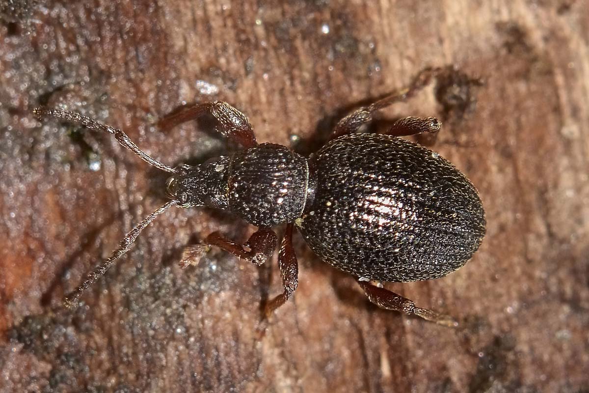 Otiorhynchus ovatus, Curculionidae